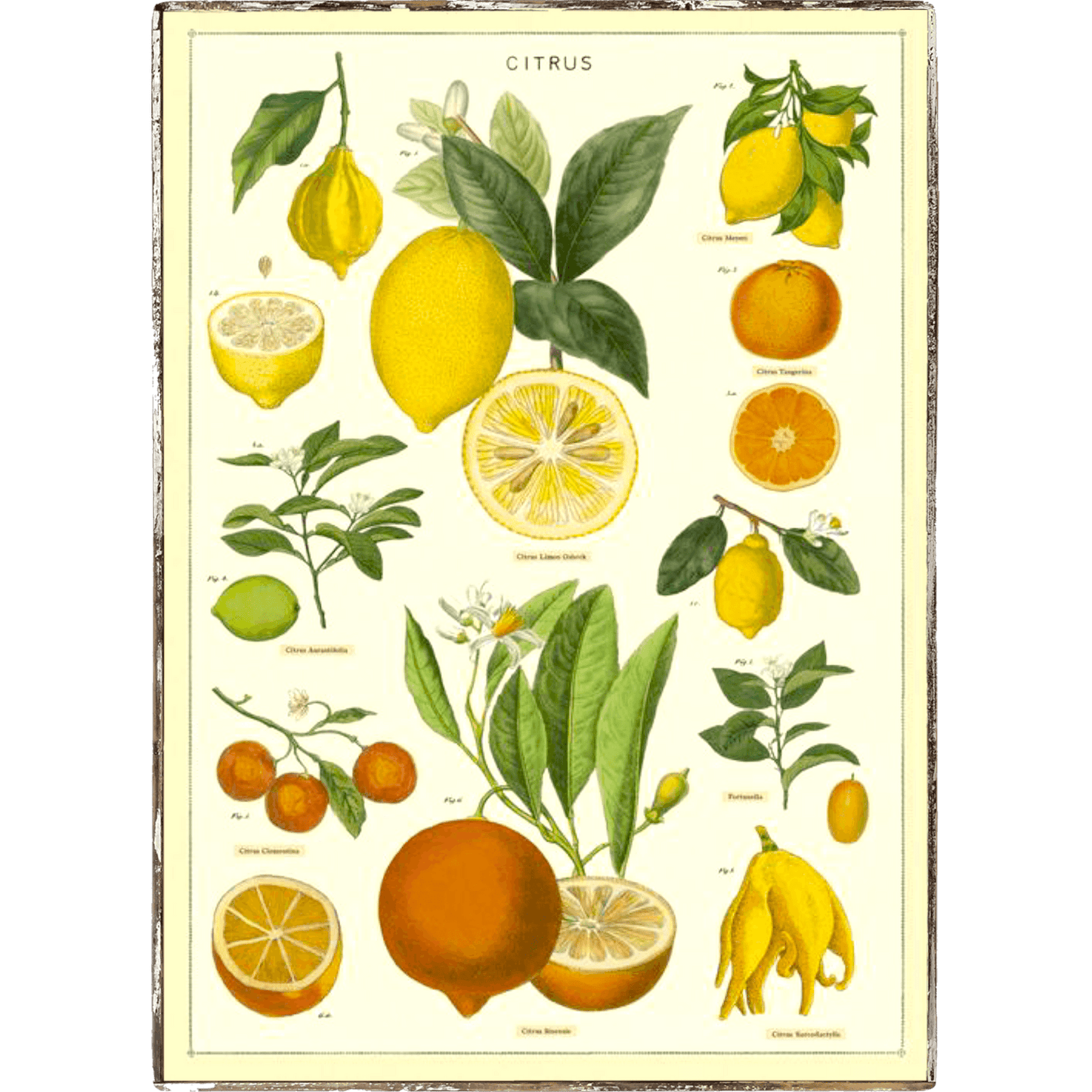 Citrus Framed Poster - true RED betty
