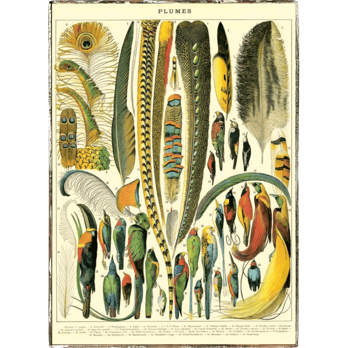 Feathers (Plumes) Framed Poster - true RED betty