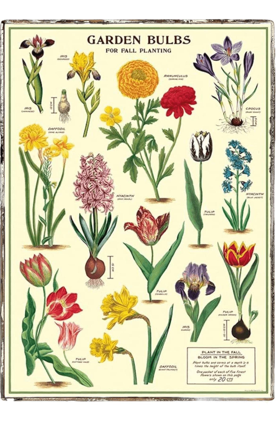 Garden Bulbs Framed Poster - true RED betty