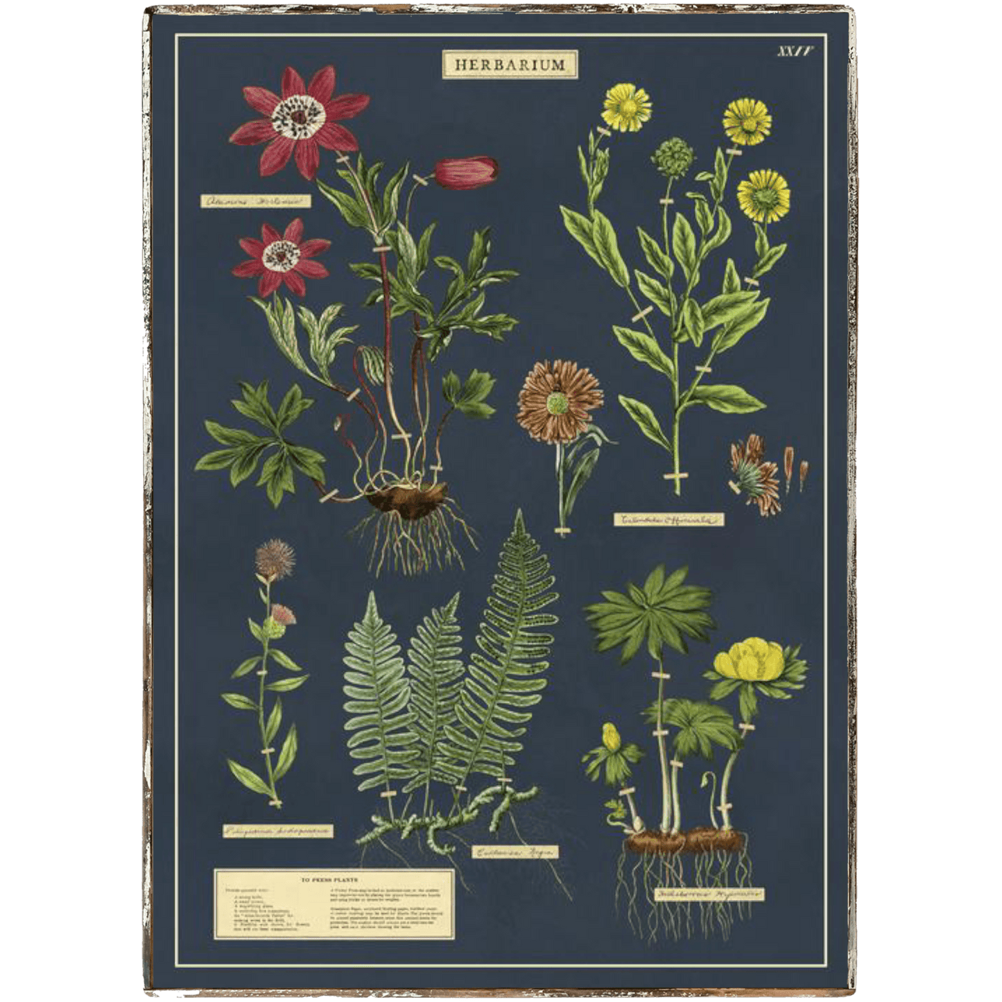 Herbarium Framed Poster - true RED betty