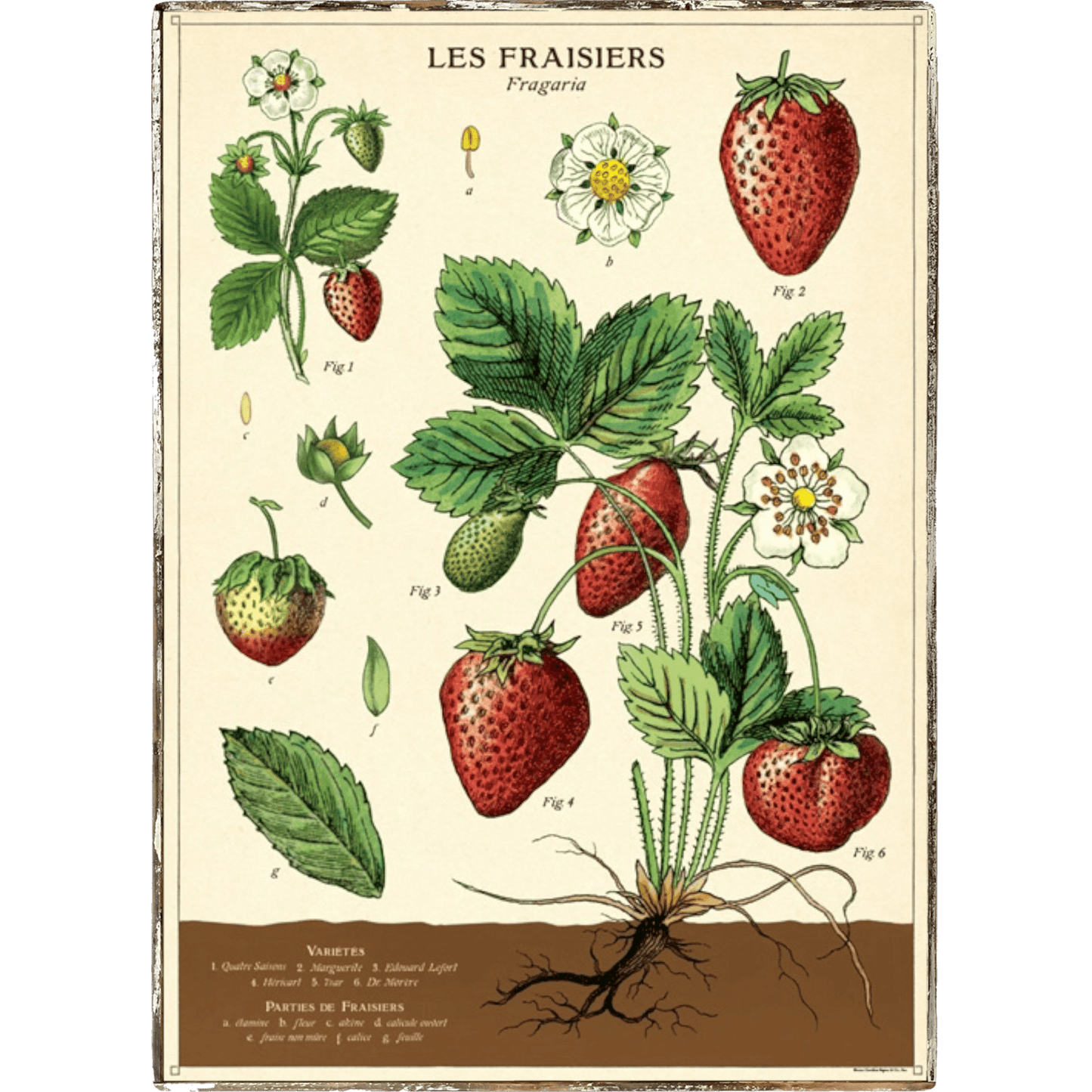 Strawberries Framed Poster - true RED betty