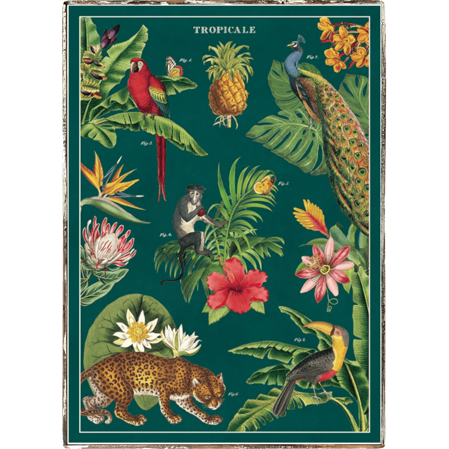 Tropical Framed Poster - true RED betty