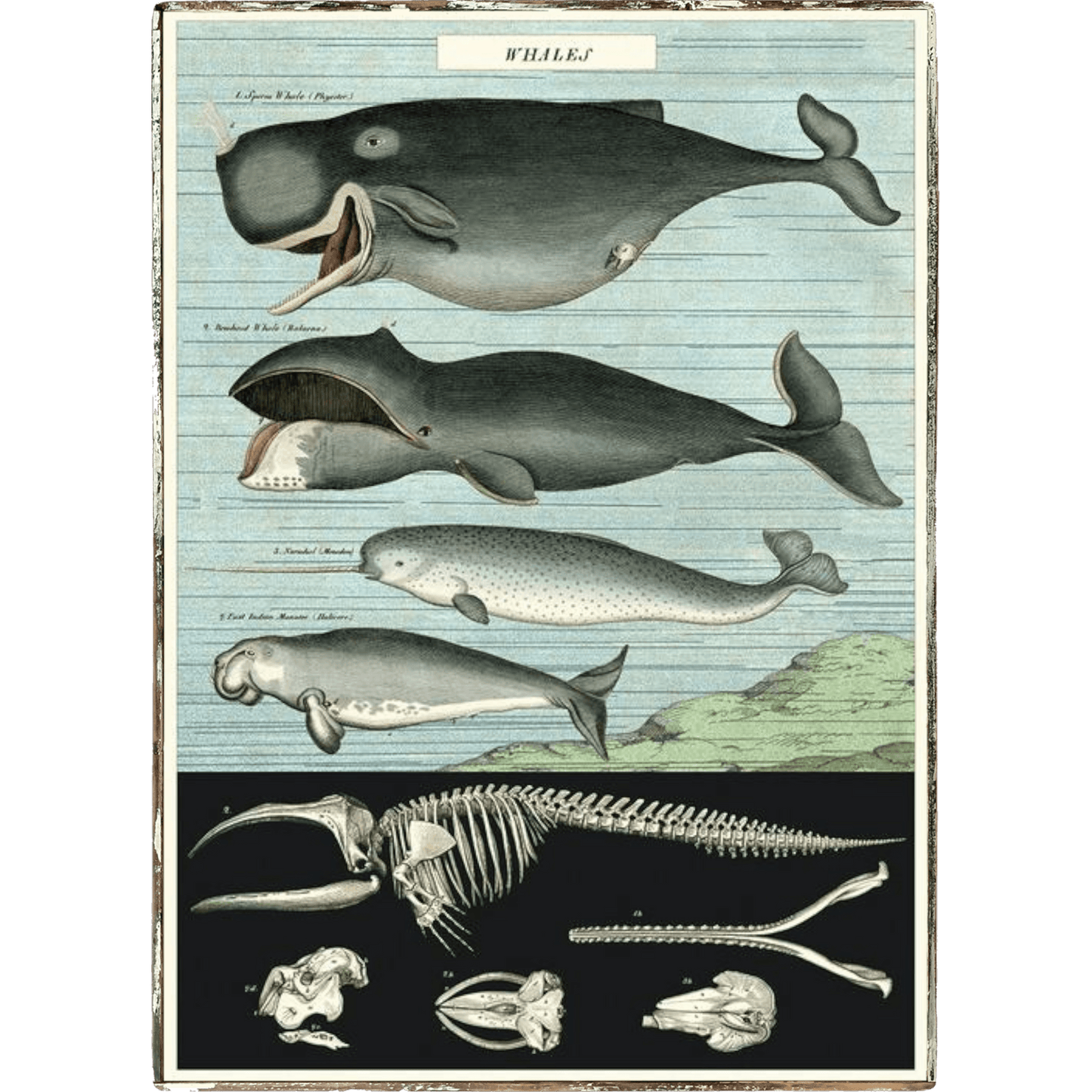 Whales Framed Poster - true RED betty