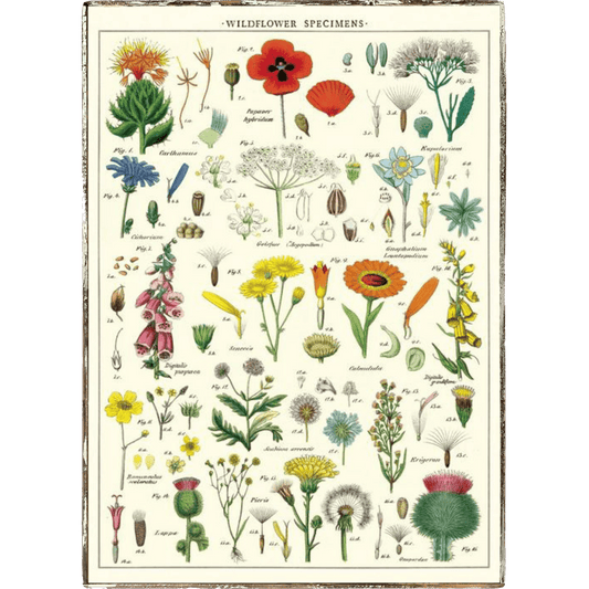 Wildflowers Framed Poster - true RED betty