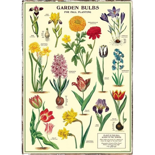 Garden Bulbs Framed Poster - true RED betty