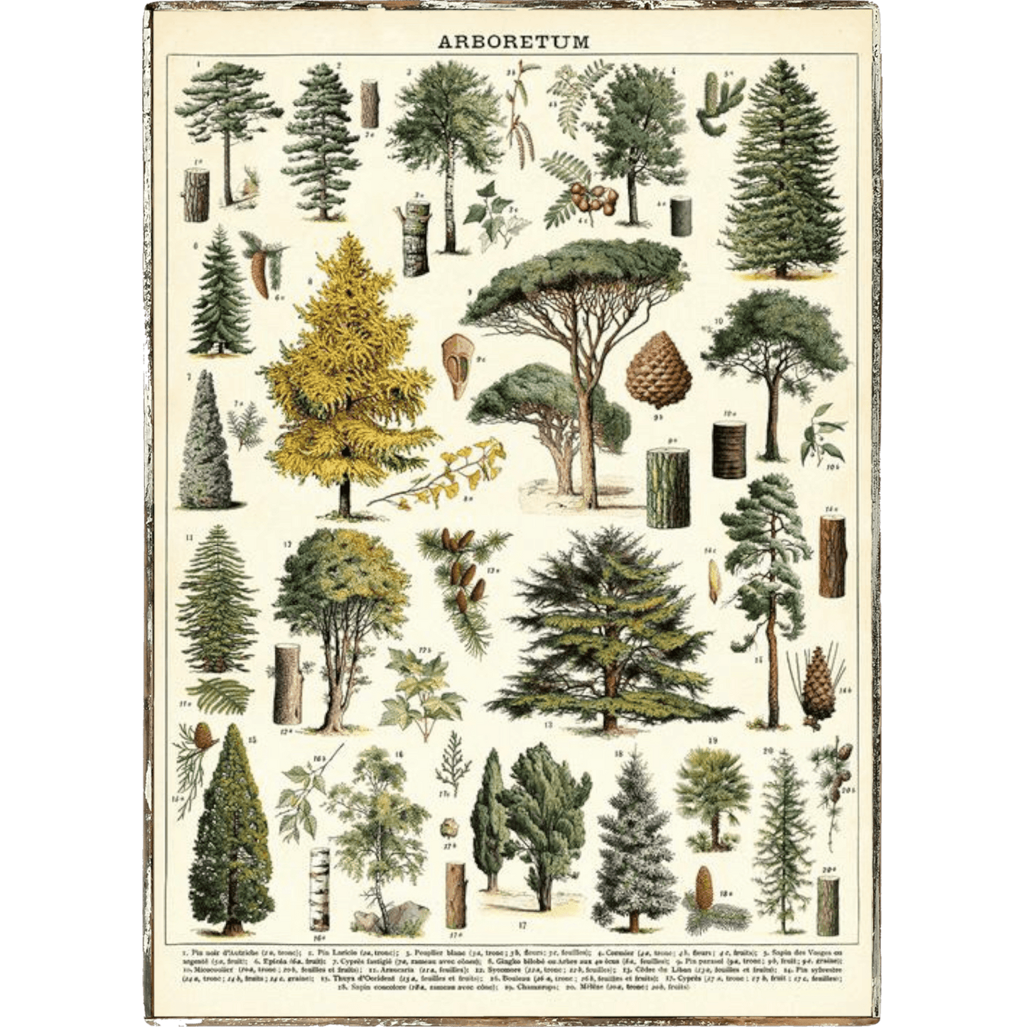 Arboretum Tree Framed Poster - true RED betty