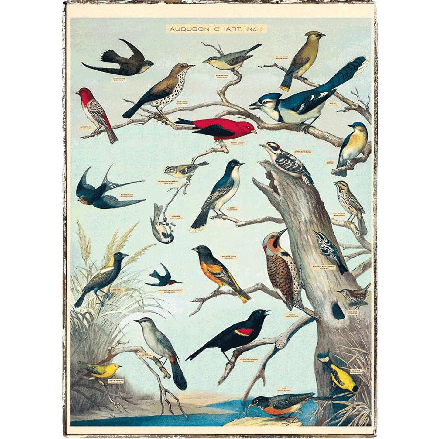 Audubon Birds Framed Poster - true RED betty