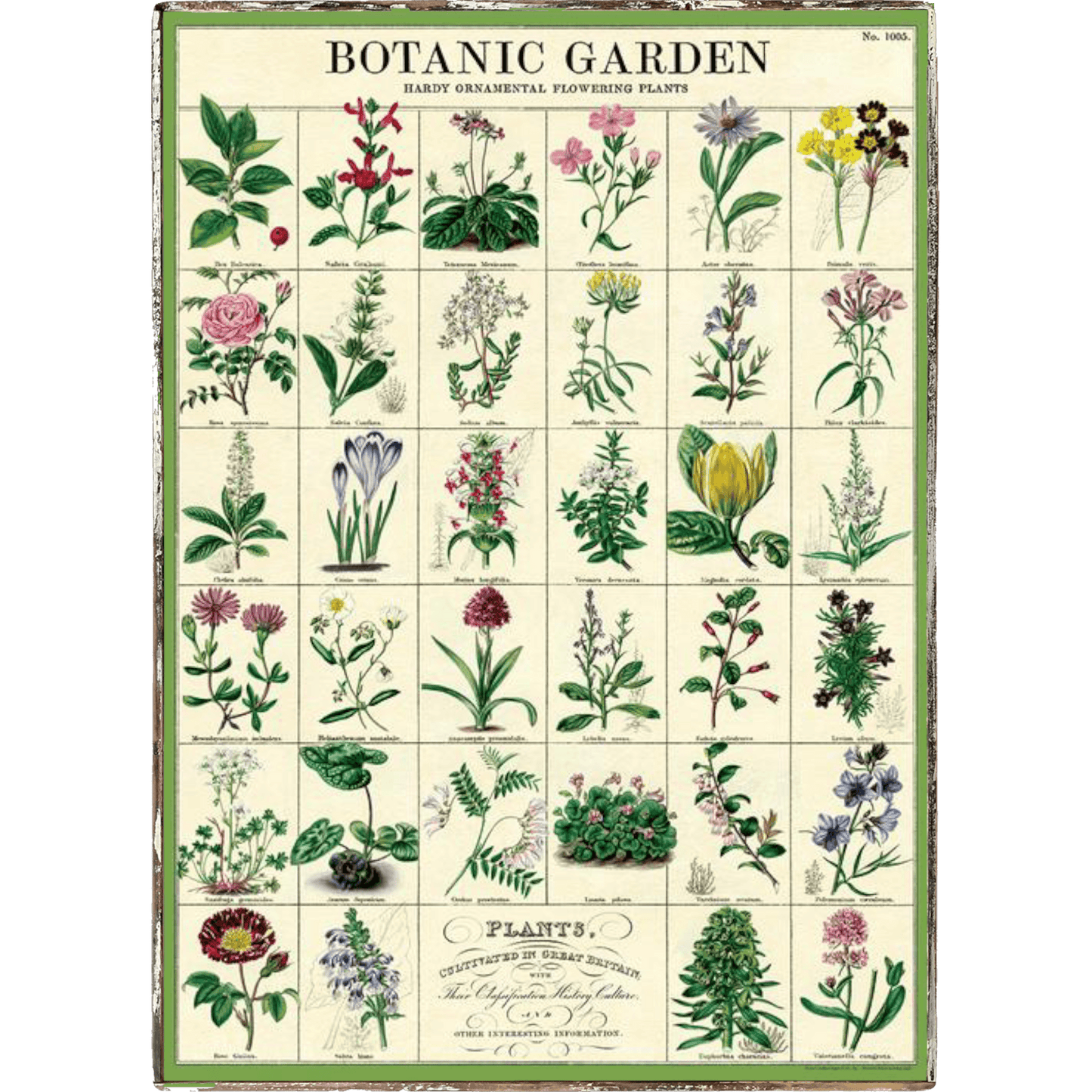 Botanic Garden Framed Poster - true RED betty