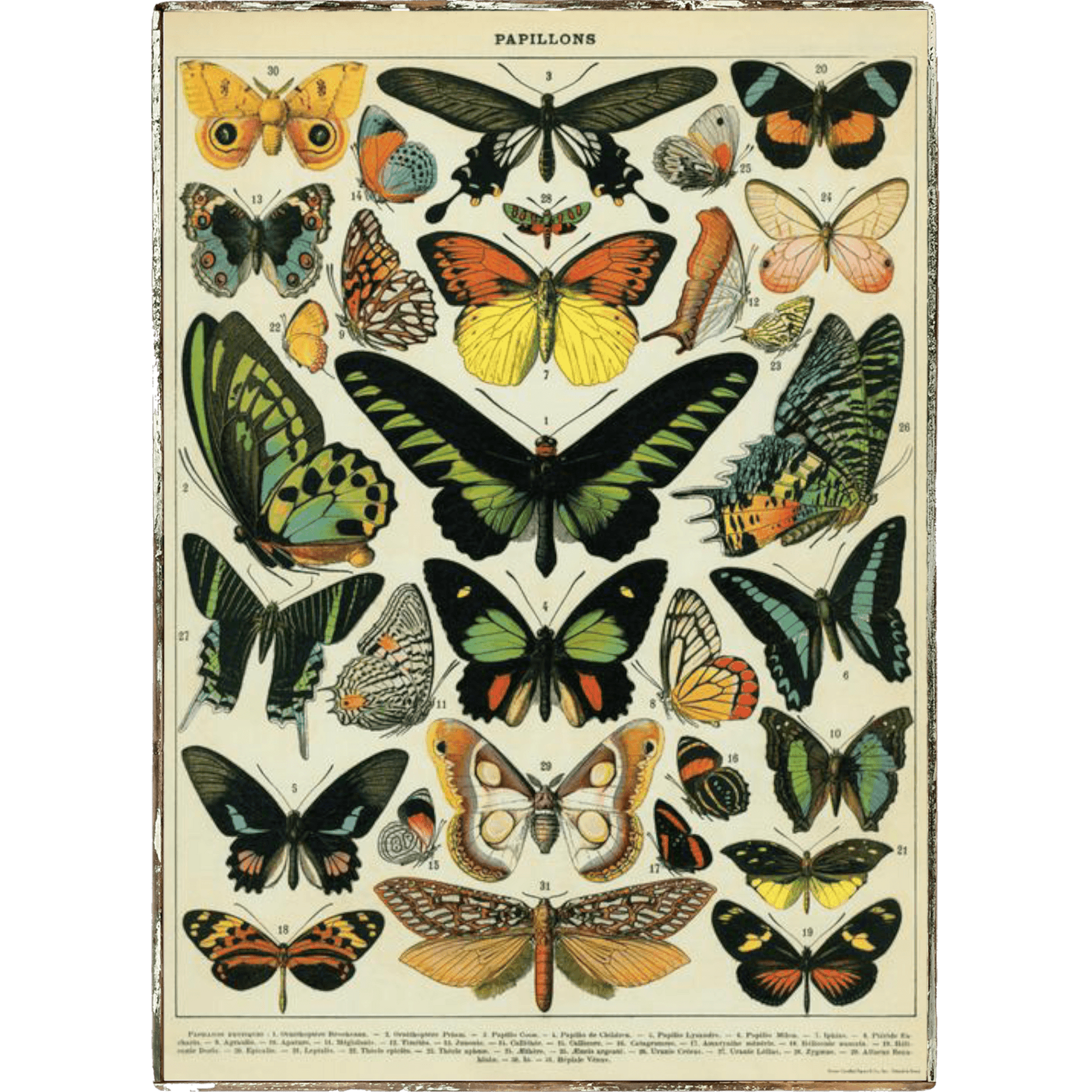 Butterfly Framed Poster - true RED betty