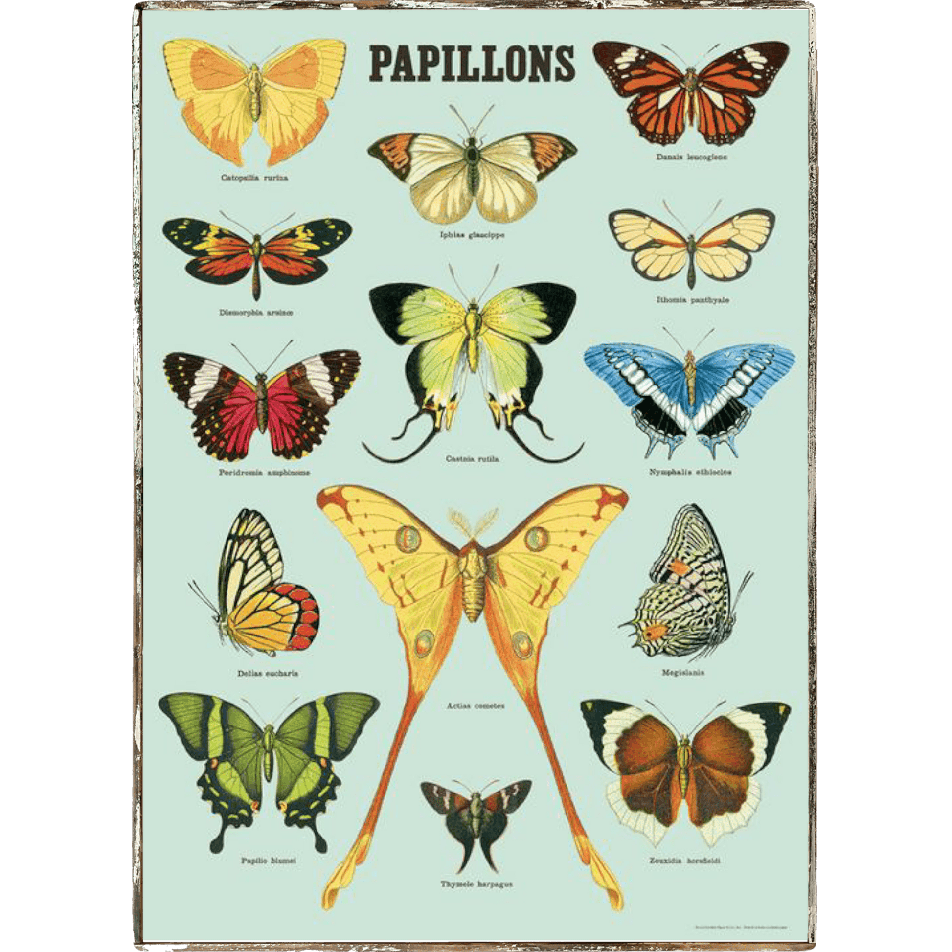 Butterfly Papillon Framed Poster - true RED betty