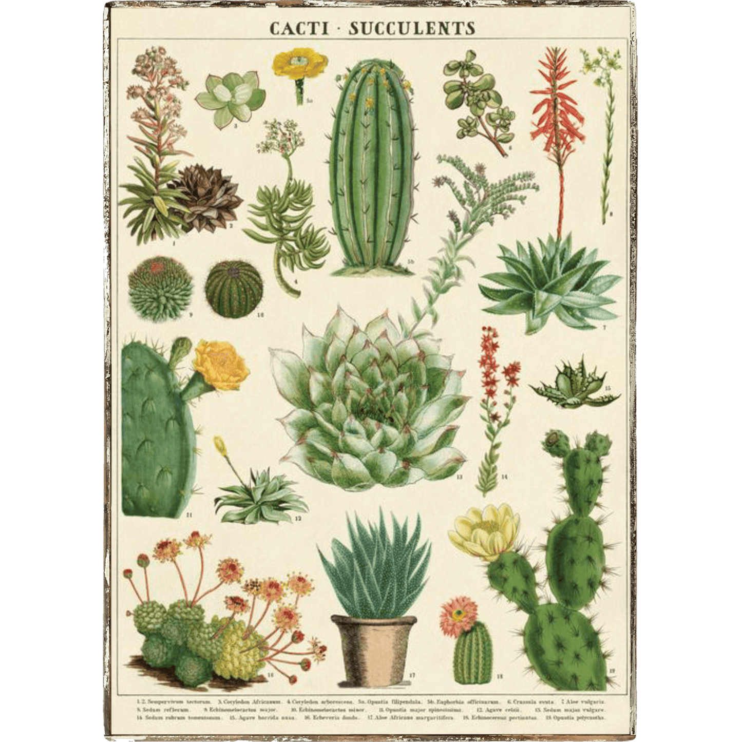 Cactus Succulent Framed Poster - true RED betty