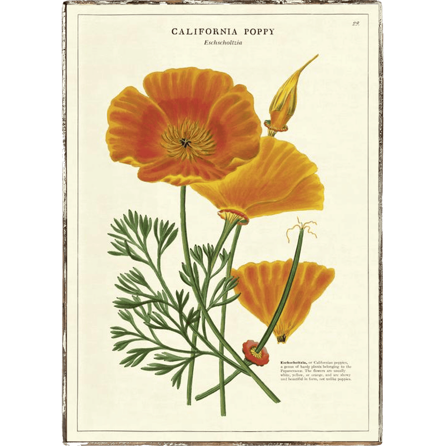 California Poppy Framed Poster - true RED betty