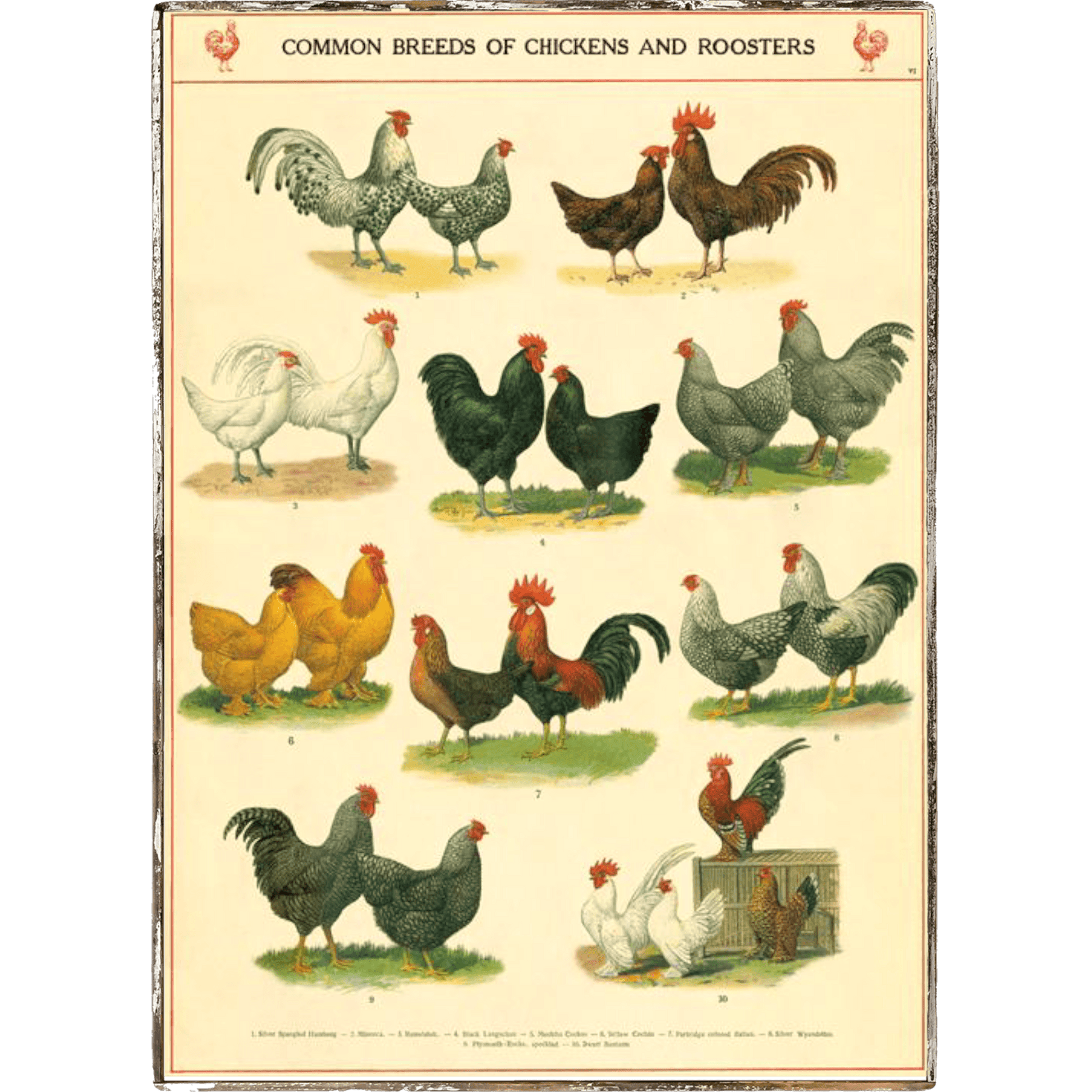Chickens and Roosters Framed Poster - true RED betty