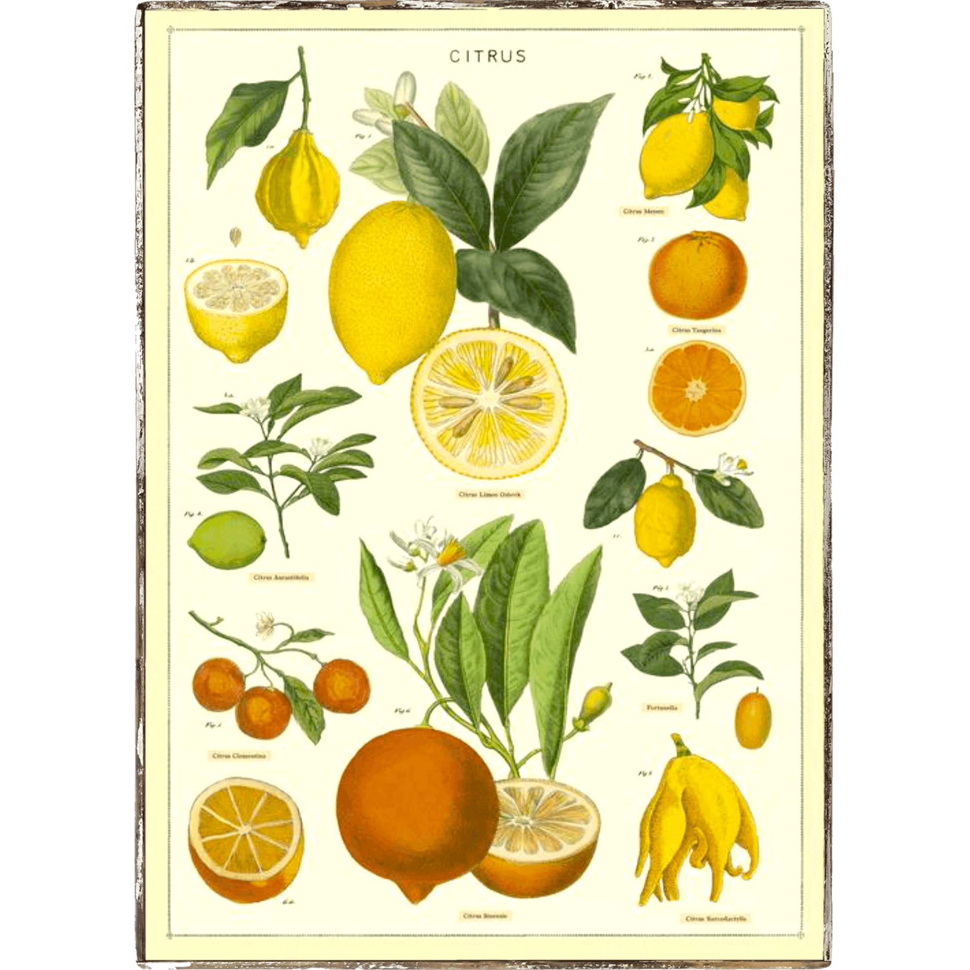 Citrus Framed Poster - true RED betty