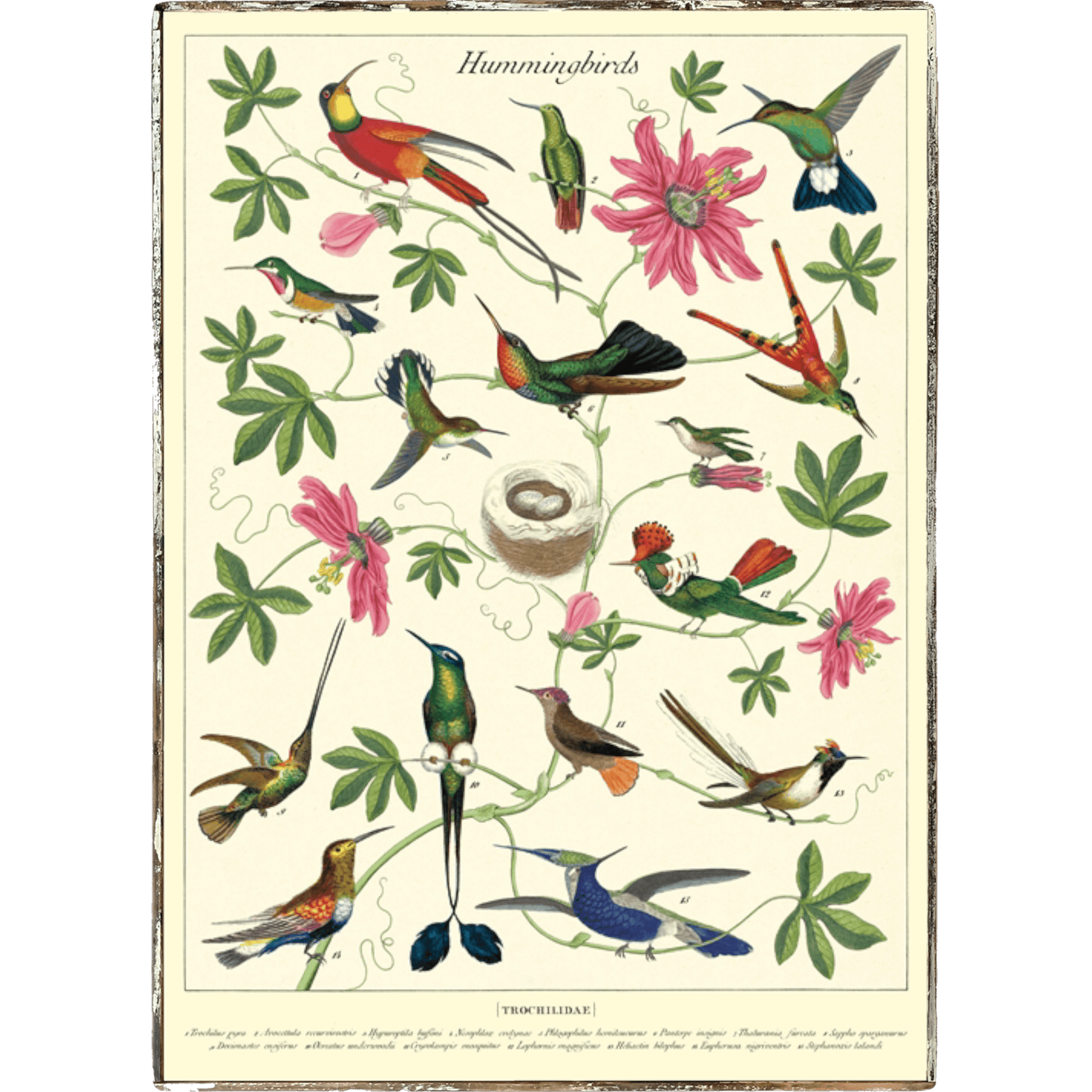 Hummingbirds Framed Poster - true RED betty