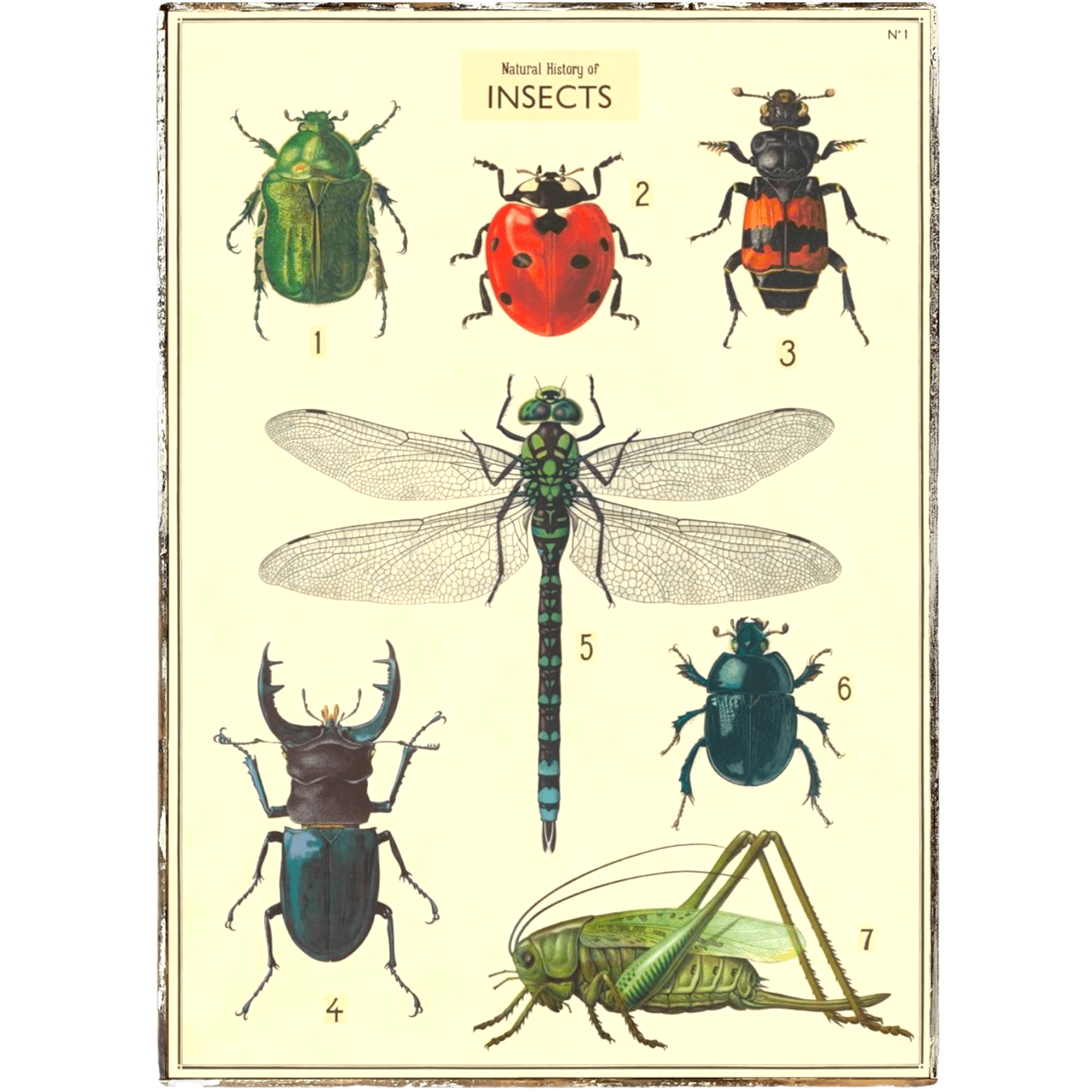 Poster Insectes Framed Posters – Page 3 – true RED betty