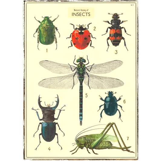 Insects #2 Framed Poster - true RED betty