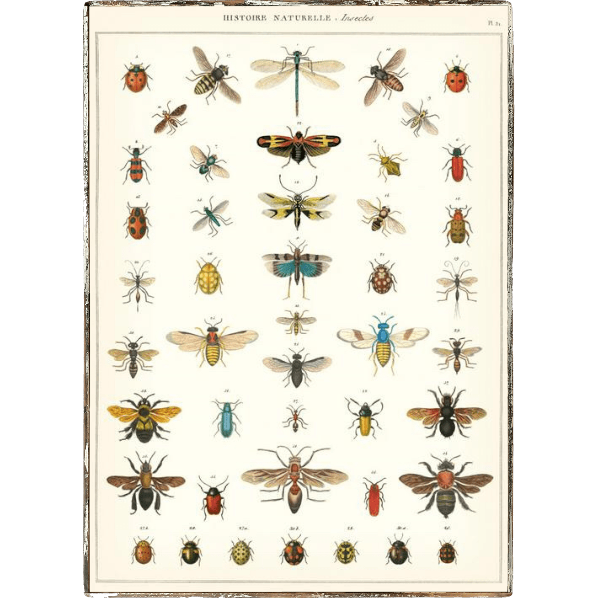 Insect Id Chart