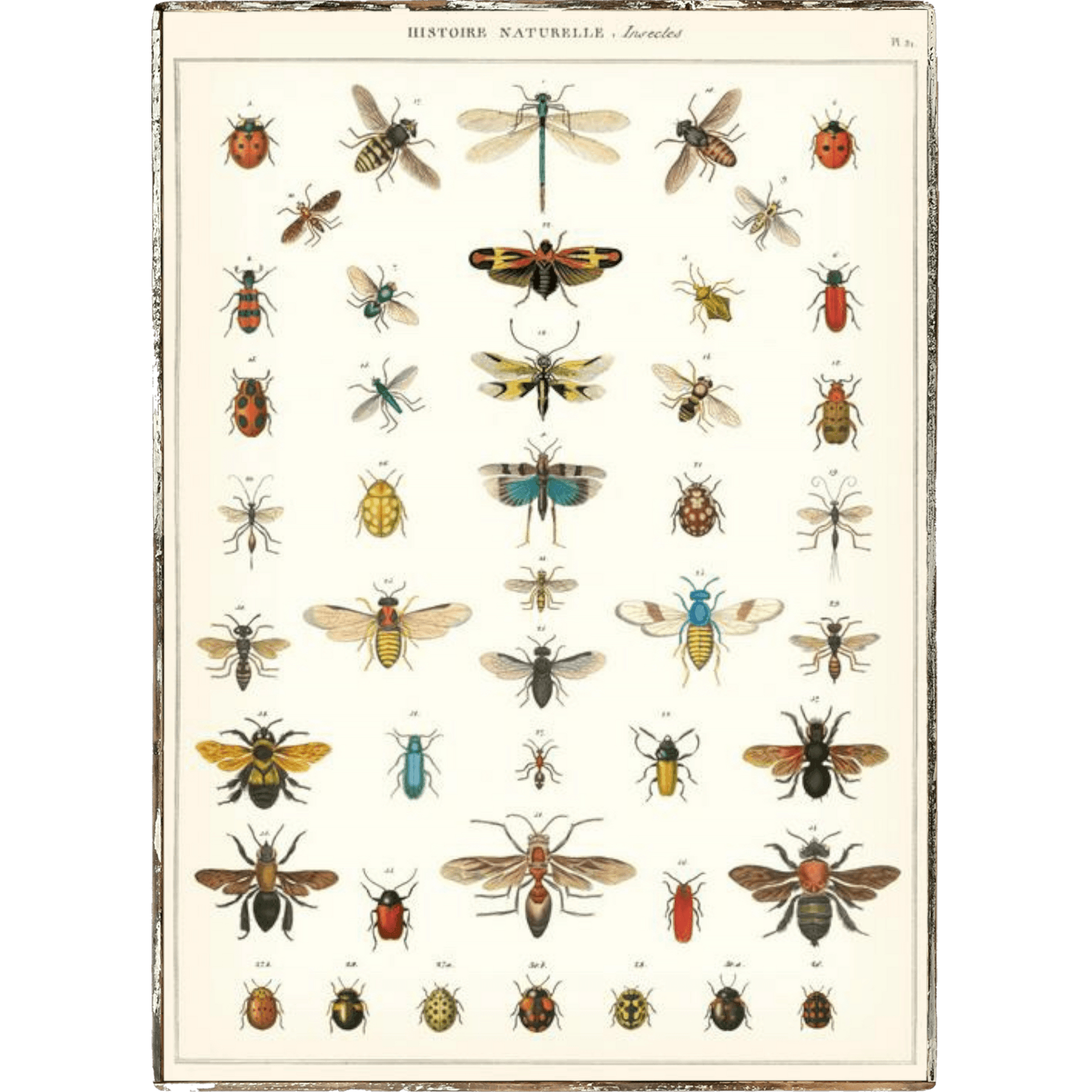 Insects Framed Poster - true RED betty