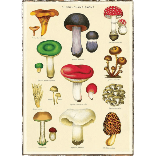 Mushrooms Framed Poster - true RED betty