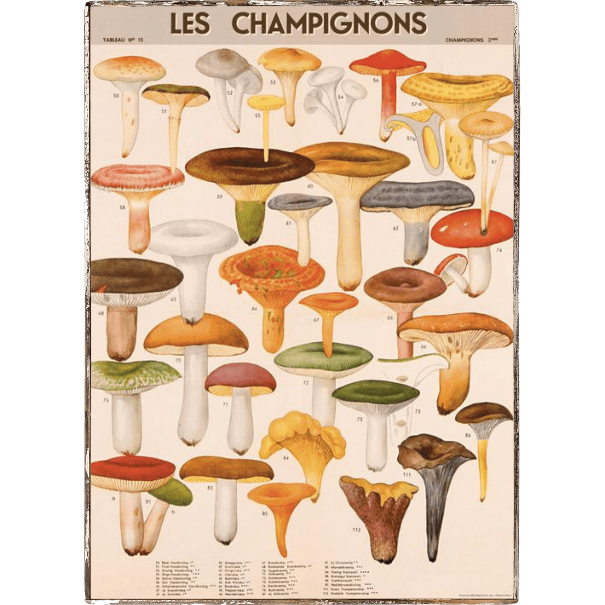 Mushrooms Les Champignons Framed Poster - true RED betty