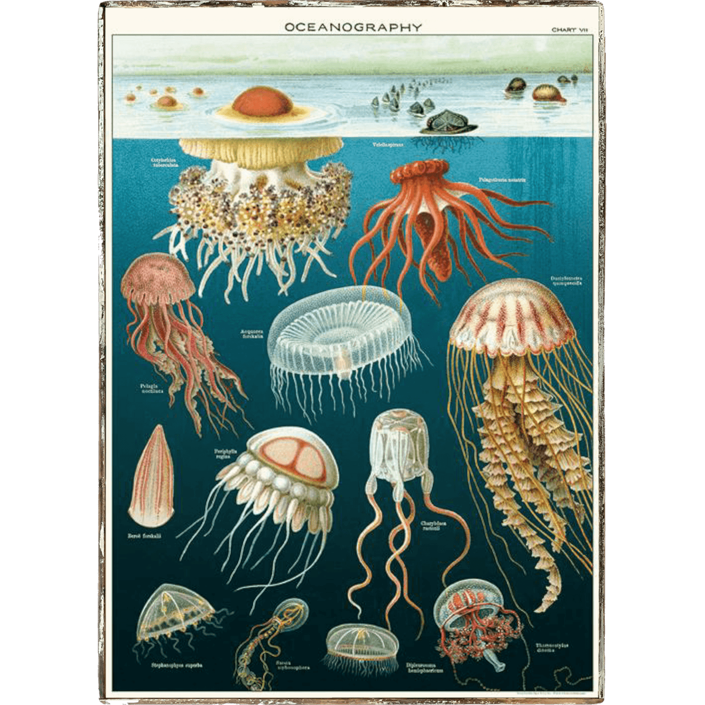 Oceanography Jellyfish Framed Poster - true RED betty