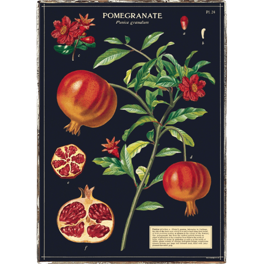 Pomegranate Framed Poster - true RED betty