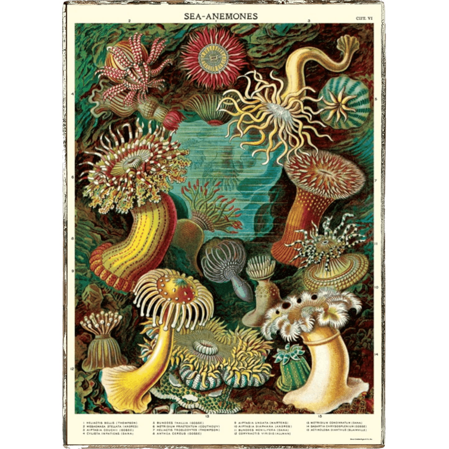 Sea Anemones Framed Poster - true RED betty