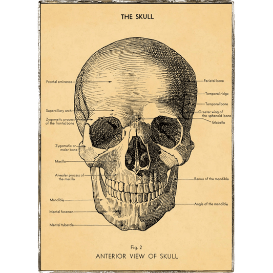 Skull Framed Poster - true RED betty