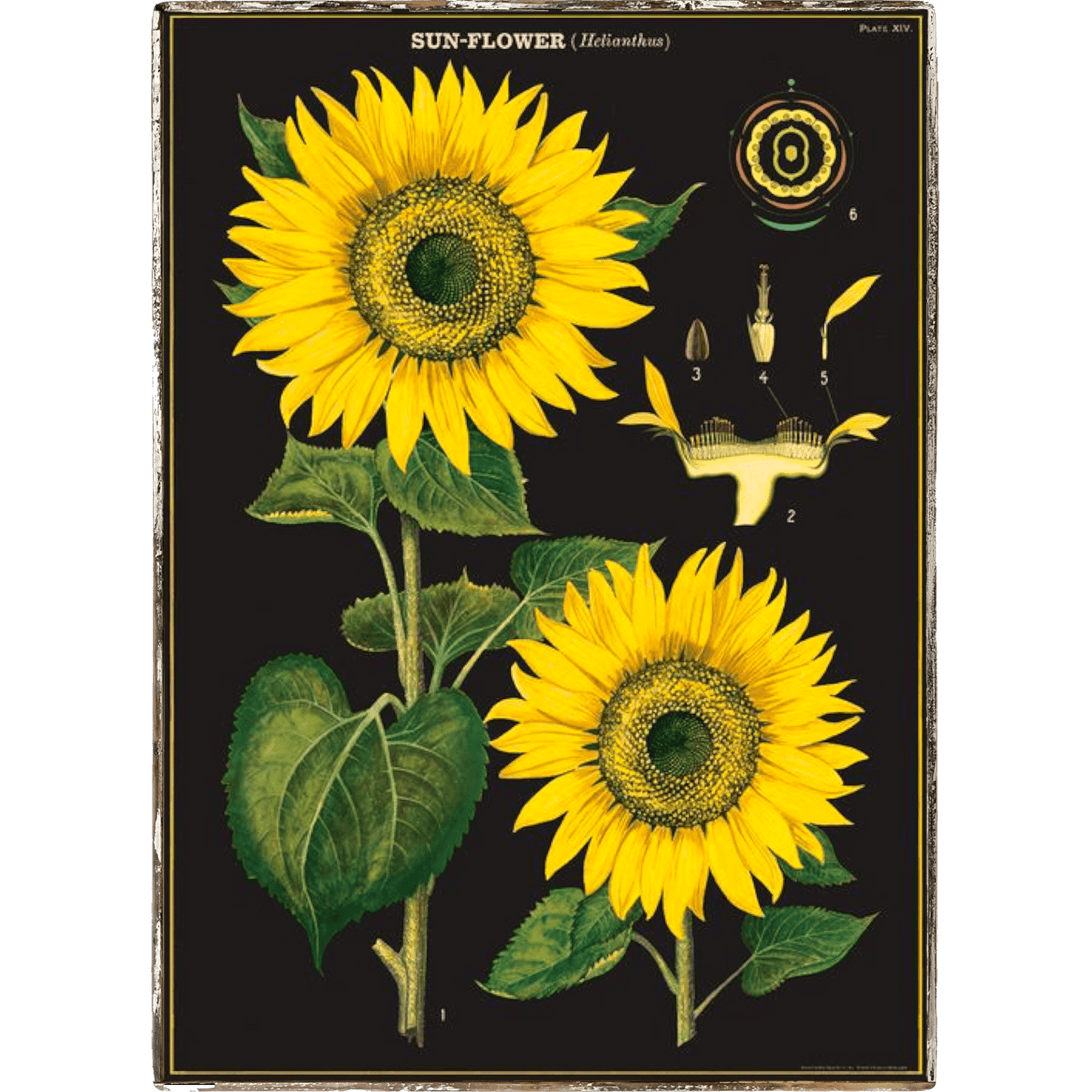 Sunflower Framed Poster - true RED betty